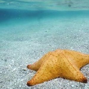 Meet your Posher, Diana